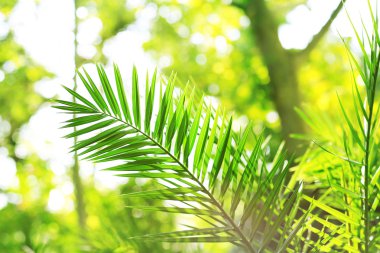 Bahçedeki yeşil yapraklar