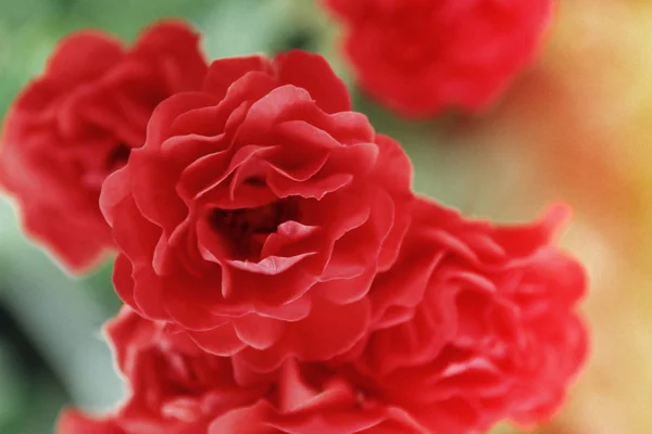 Beautiful roses in garden — Stock Photo, Image
