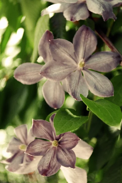 Lila vårblommor, utomhus — Stockfoto