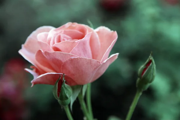 Beautiful pink rose on bright background — Stock Photo, Image