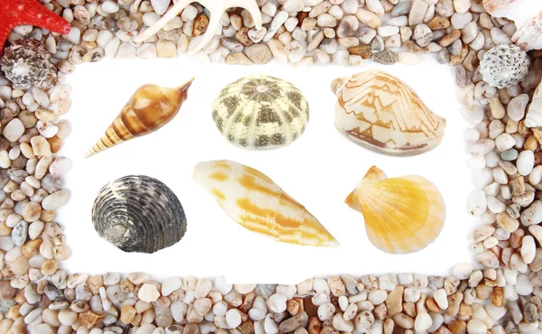 Collage van schelpen en andere flotsam strand — Stockfoto
