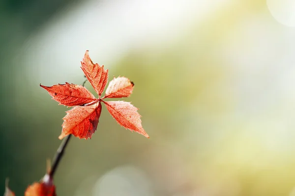 Fondo otoñal — Foto de Stock