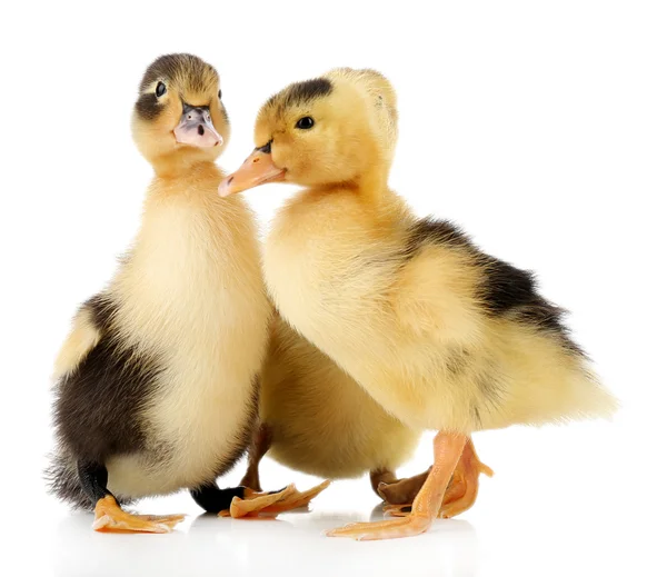 Pequeños patitos lindos aislados en blanco — Foto de Stock