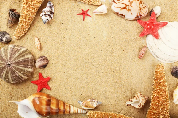 Kum üzerinde farklı deniz kabuklarını — Stok fotoğraf
