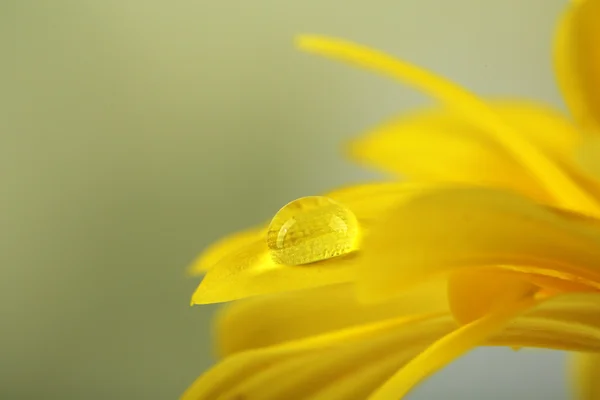 Капля воды на желтый цветок — стоковое фото