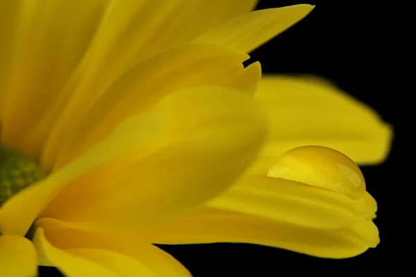 Waterdruppel op gele bloem — Stockfoto