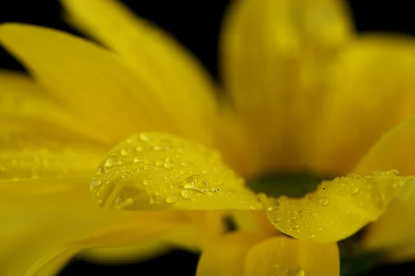 Gota de agua sobre flor amarilla —  Fotos de Stock