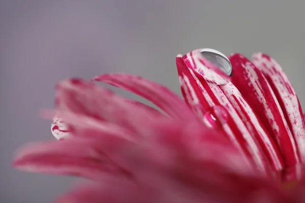 Krople wody na fioletowy kwiat — Zdjęcie stockowe