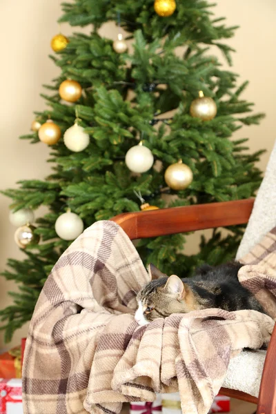 Şöminenin önünde sallanan sandalye üzerinde şirin kedi — Stok fotoğraf