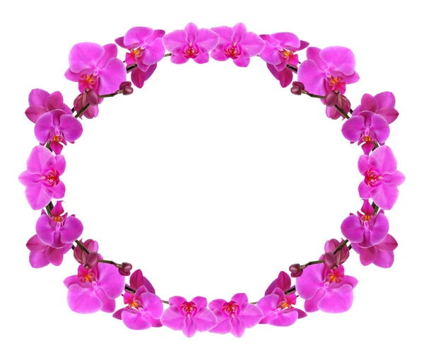 Flowers frame on white — Stock Photo, Image