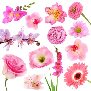 güzel pembe çiçeklerin kolajı