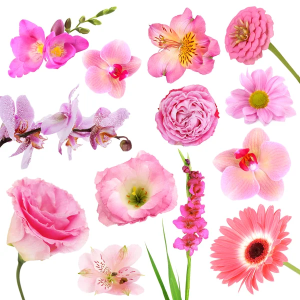 Collage aus schönen rosafarbenen Blumen — Stockfoto