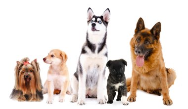 sevimli köpekler üzerinde beyaz izole kolaj