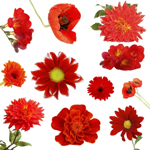 Κολάζ από όμορφα κόκκινα λουλούδια — Φωτογραφία Αρχείου