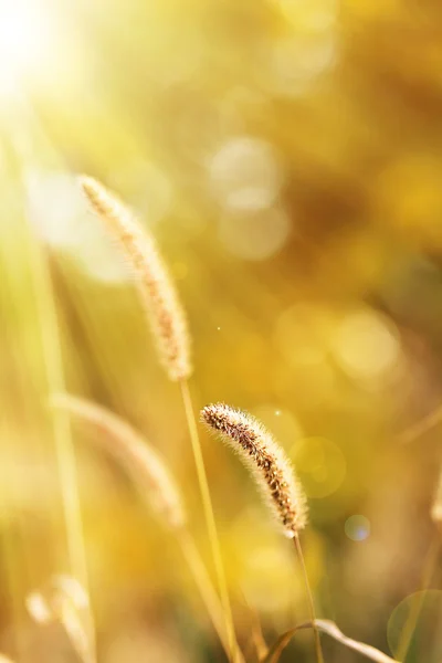 Autumnal background — Stock Photo, Image