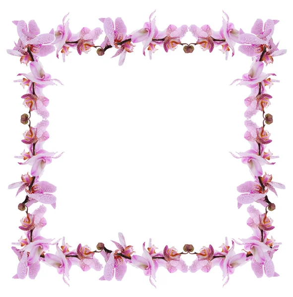 Frame of beautiful blossom isolated on white — Stock Photo, Image