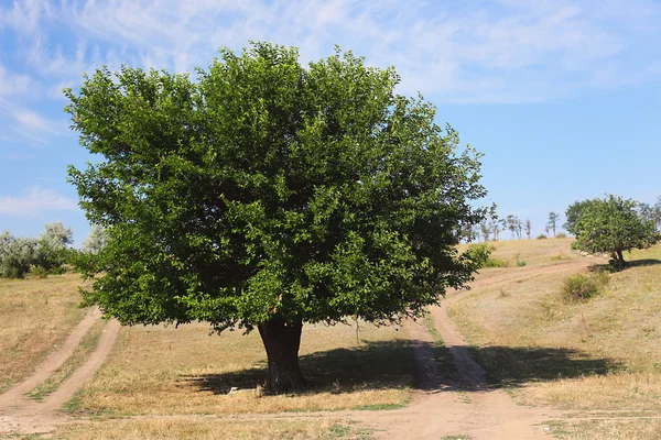 田里的绿树 — 图库照片