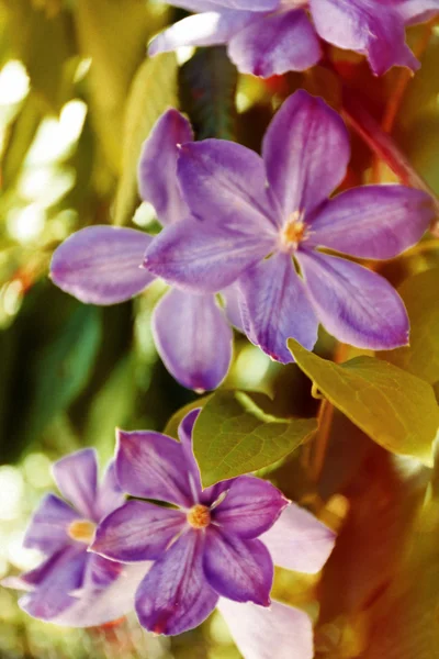 Spring purple flowers, outdoors — Stock Photo, Image