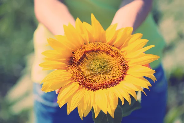Weibliche Hand hält Sonnenblume im Feld — Stockfoto
