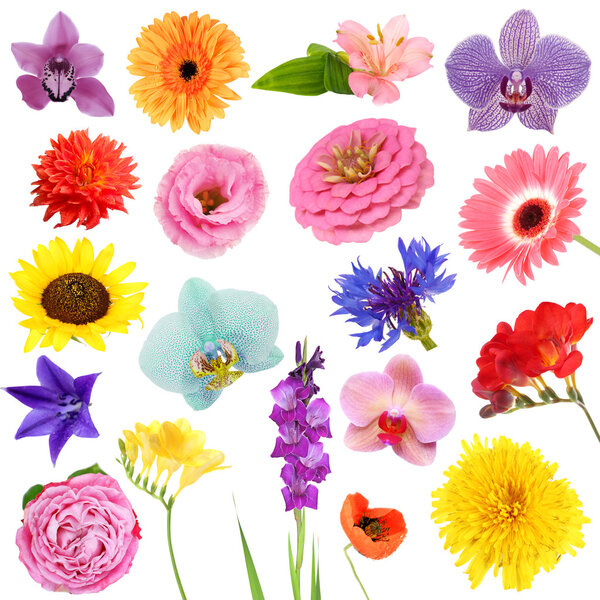 Collage of beautiful flowers