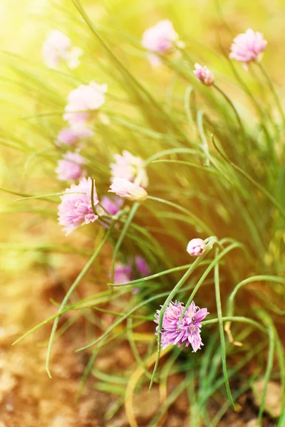 Spring flowers, outdoors — Stock Photo, Image