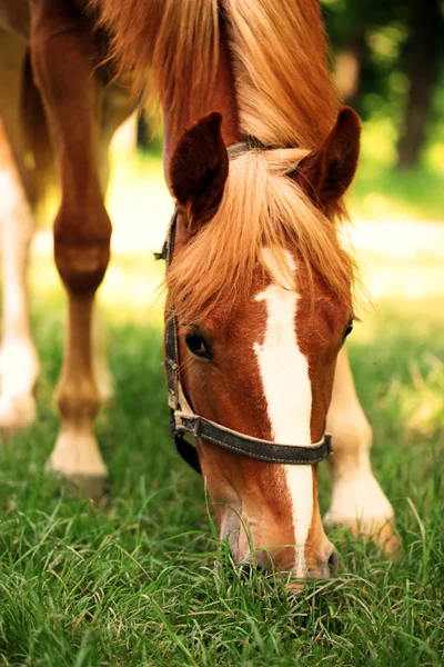 Beautiful brown horse in pasture — Stock Photo, Image