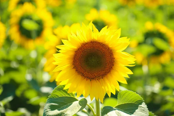 Beautiful sunflowers field — Stock Photo, Image