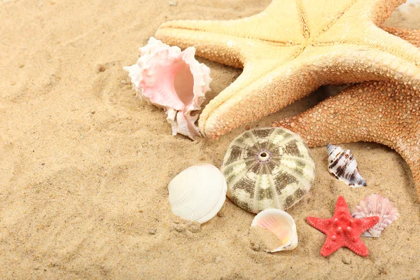Různé mušle na písku — Stock fotografie