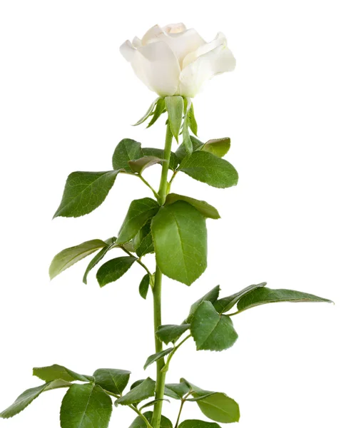 Όμορφο τριαντάφυλλο, που απομονώνονται σε λευκό — Φωτογραφία Αρχείου