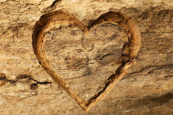 Corazón tallado en corteza de árbol — Foto de Stock