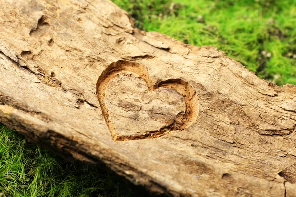 Corazón tallado en corteza de árbol — Foto de Stock