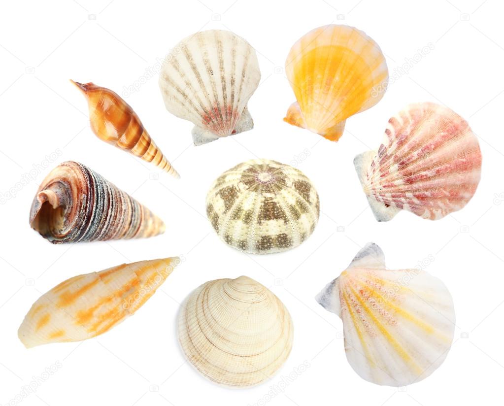 Collage of shells isolated on white