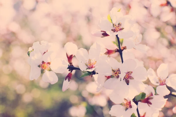 Fioritura primavera ramoscelli da vicino — Foto Stock