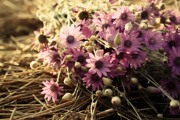 Prachtige wilde bloemen op stro close-up — Stockfoto