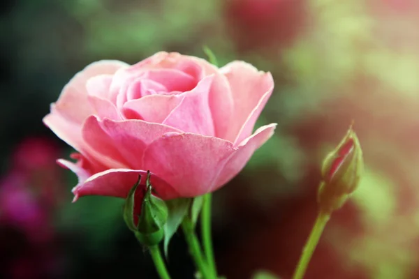 Beautiful pink rose on bright background — Stock Photo, Image