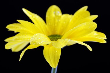 Sarı çiçek su damlaları