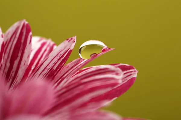 보라색 꽃에 물방울 — 스톡 사진
