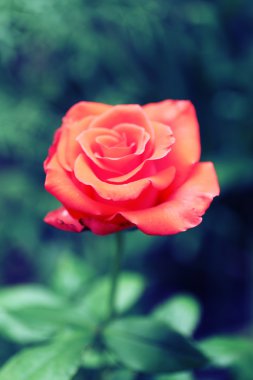 Bahçedeki güzel güller