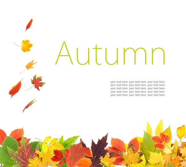 Herbstgelbes Laub — Stockfoto