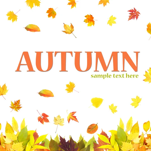 Hojas amarillentas de otoño —  Fotos de Stock