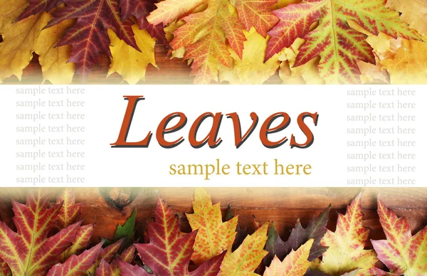 Őszi yelllow levelek — Stock Fotó