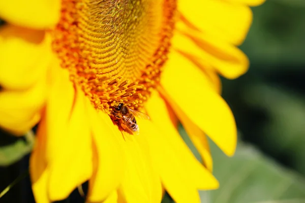 Schöne Sonnenblume im Feld aus nächster Nähe — Stockfoto