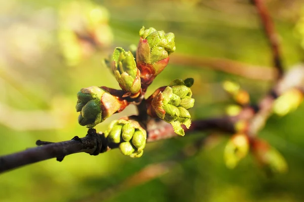 Spring buds on tree twigs close up — Stock Photo, Image