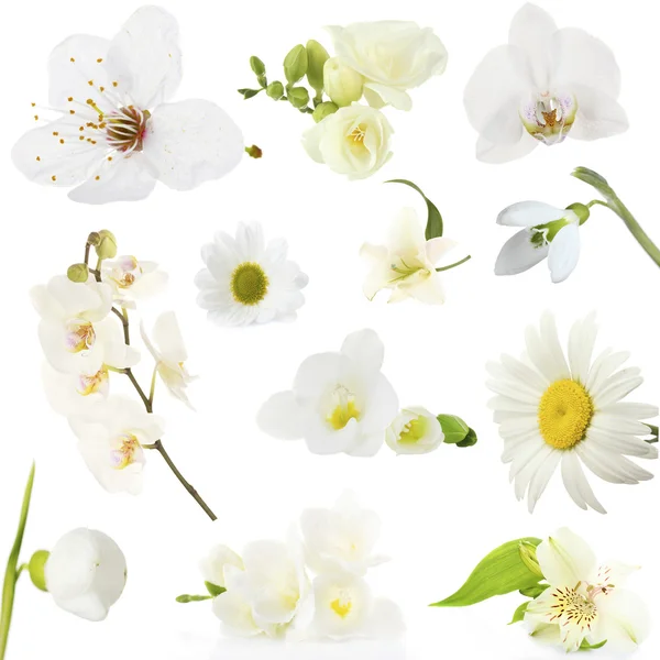 아름 다운 흰 꽃의 콜라주 — 스톡 사진