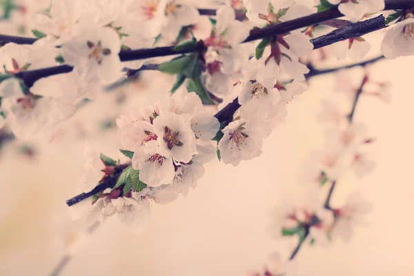 Krásné kvetoucí větve, close-up — Stock fotografie