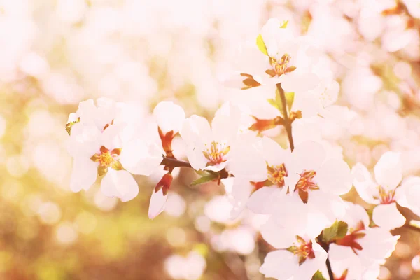 Bloeiende lente twijgen close-up — Stockfoto