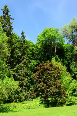 Güzel park açık havada