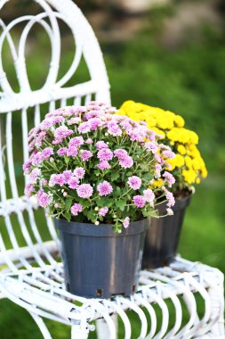 Eflatun ve sarı çiçek