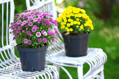 Eflatun ve sarı çiçek