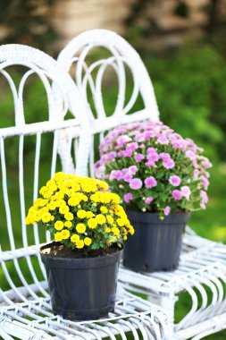 Eflatun ve sarı çiçek